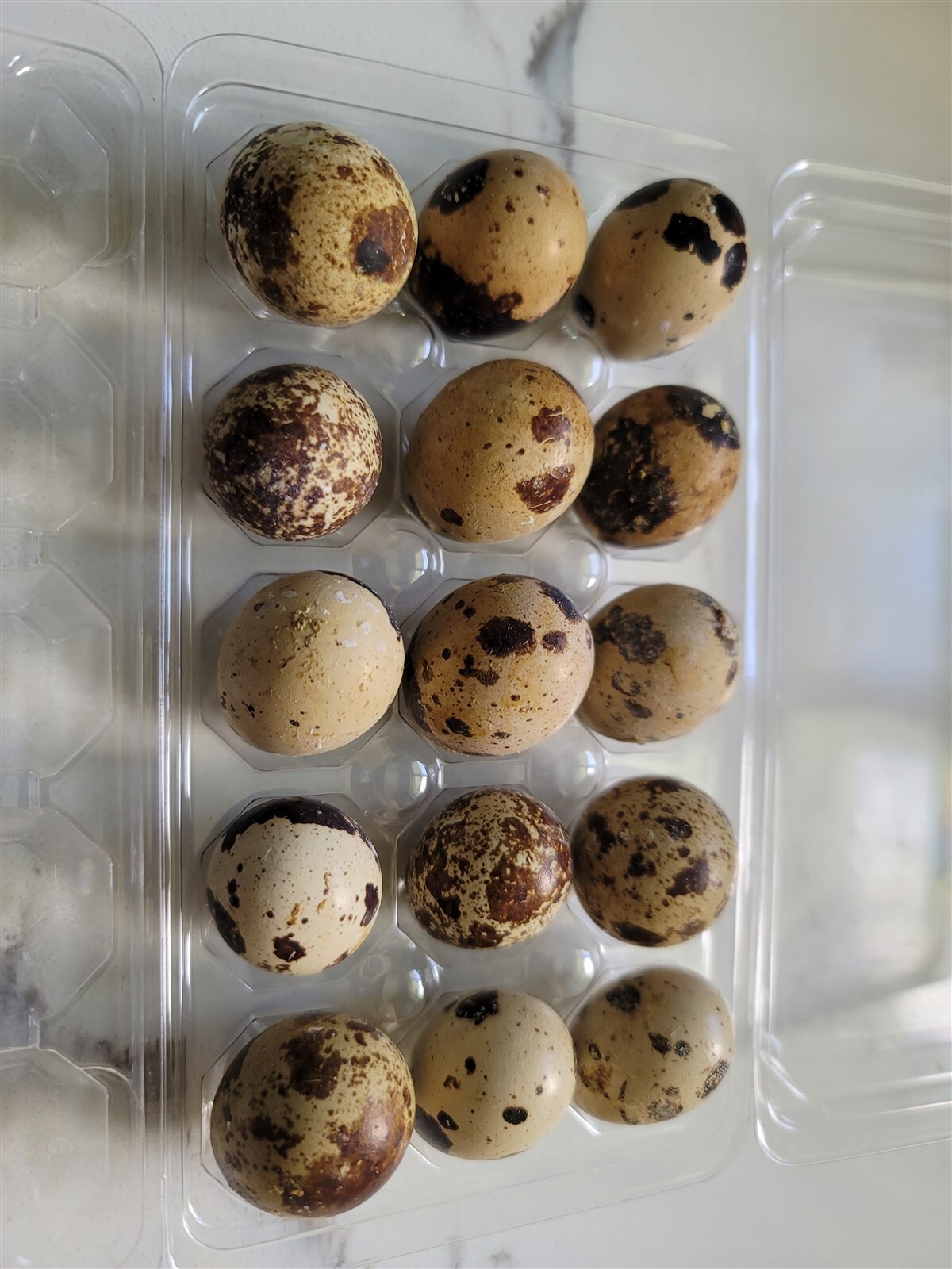 24 Fertile Coturnix Quail Hatching Eggs