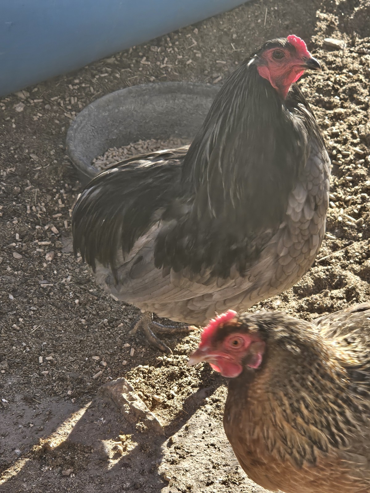 12+ F1 OLIVE EGGERS Hatching Eggs , penedesenca/ Araucana