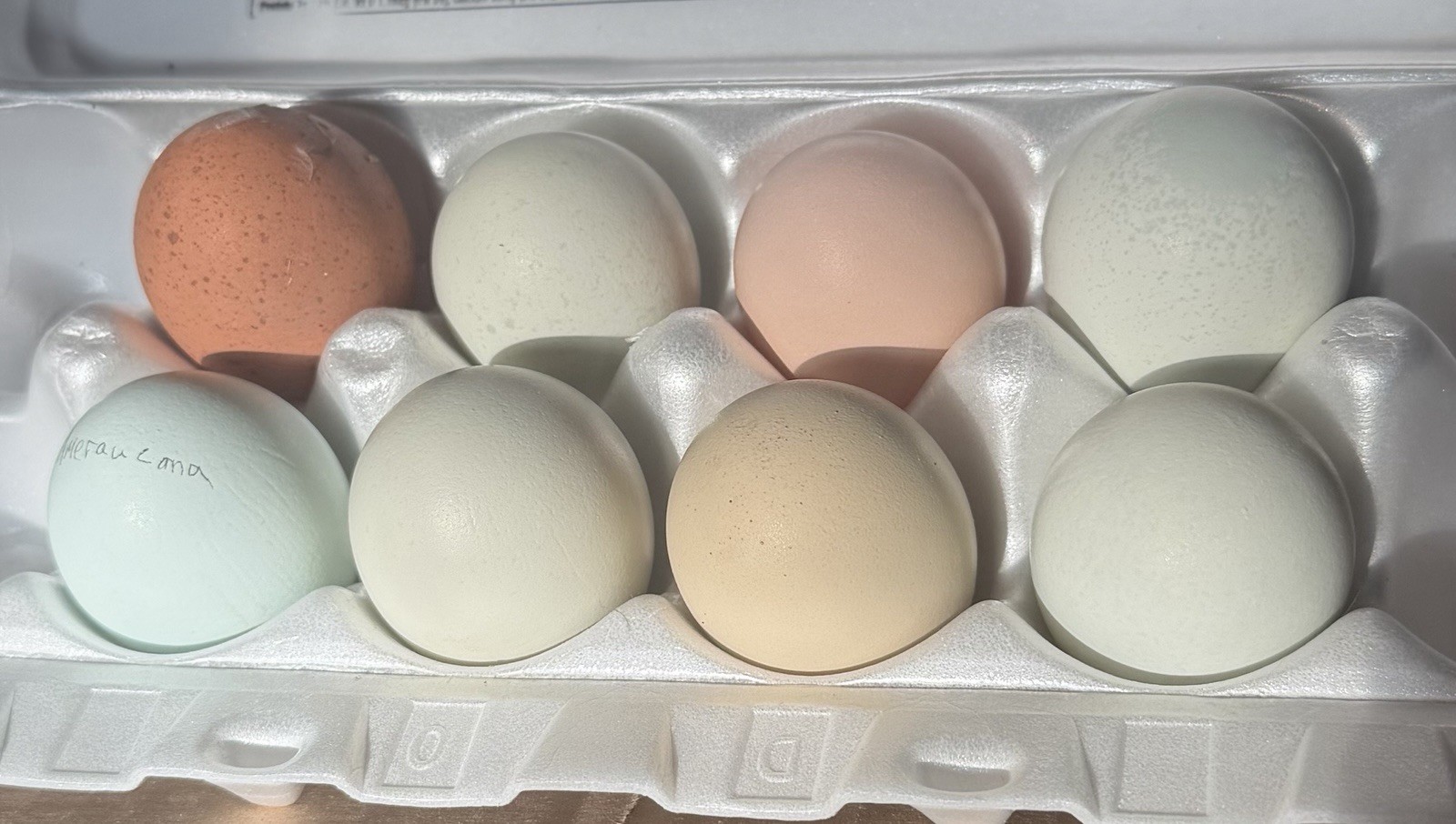 6+2  Rainbow Hatching Eggs Easter Egger Olive Egger Ameraucana Marans Priority S
