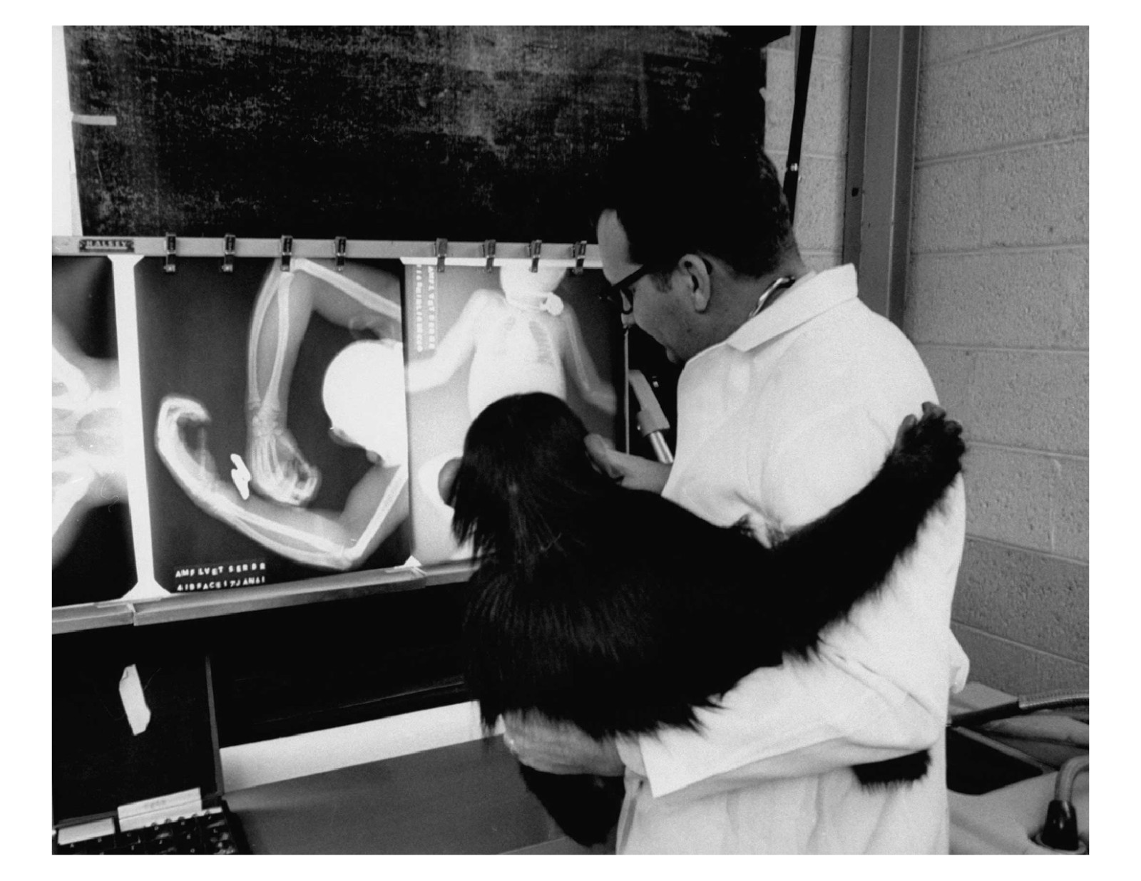 1960 NASA Astrochimp In Training 8x10 Photo Print #4 On 8.5" x 11"