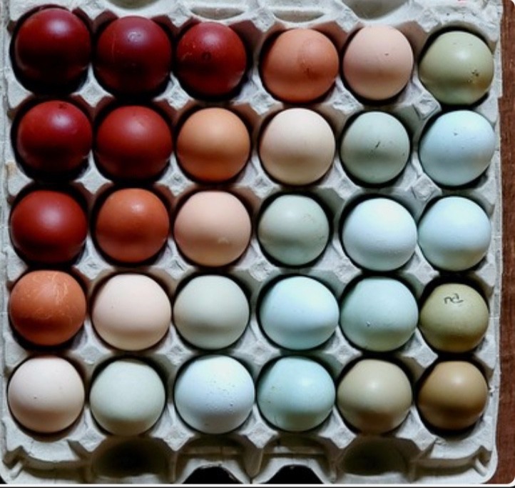 12+ Rare Breed Chicken Fertile Hatching Eggs Orpington, Cochin, Sweddish Flower