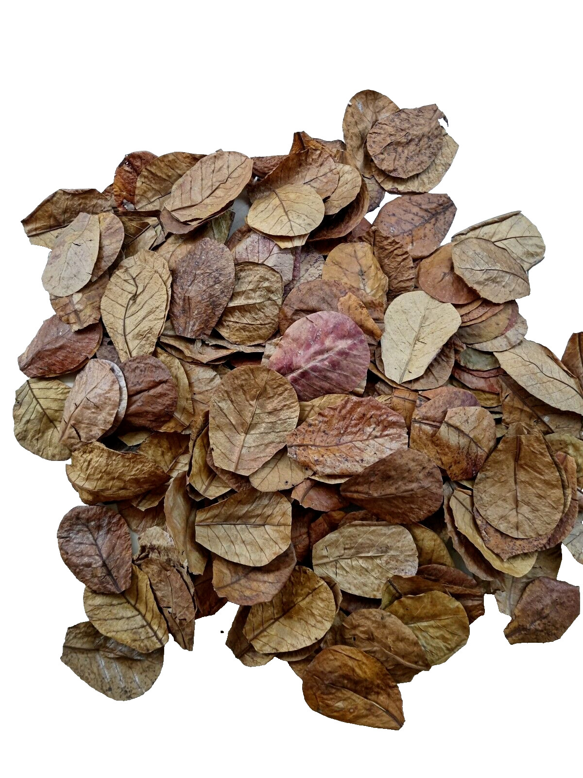1000Pc 5'' almond leaves catappa indian ketapang leaf Shrimp betta fish aquarium