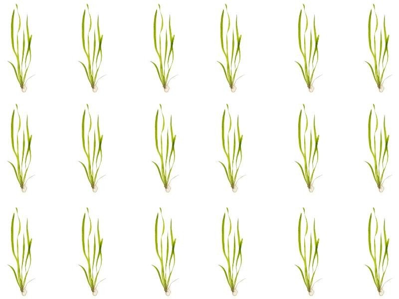 18 Plant Pack Valisnaria Vals Live Aquarium Plants