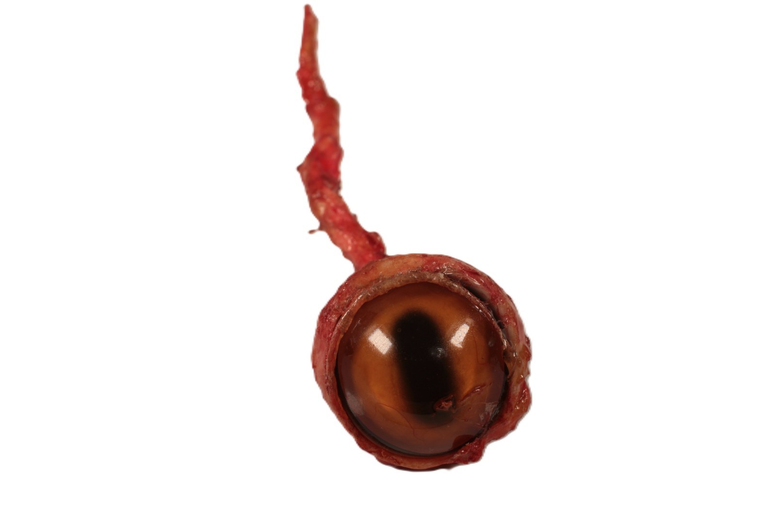 Dave's Barbequed Missing Glass Eyeball
