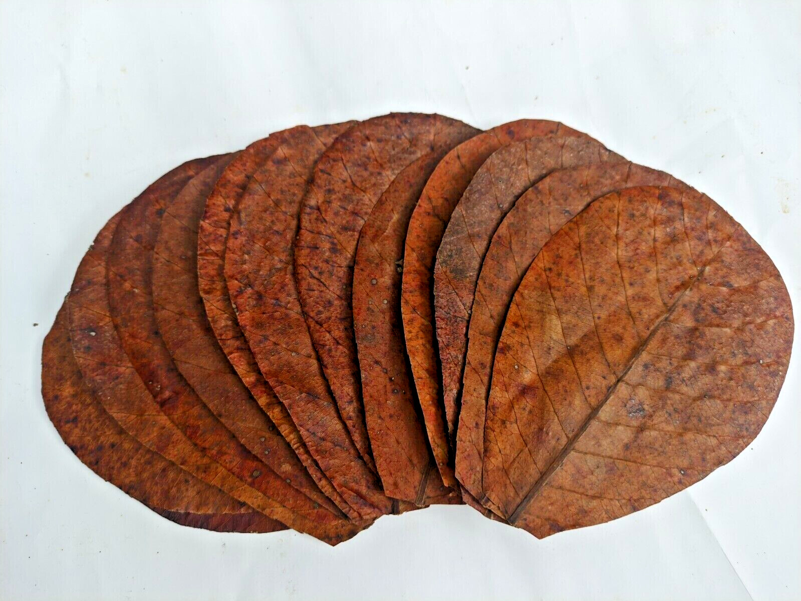 20Pcs Best Quality Dry Terminalia Catappa Indian Almond Kottamba Leaves Aquarium