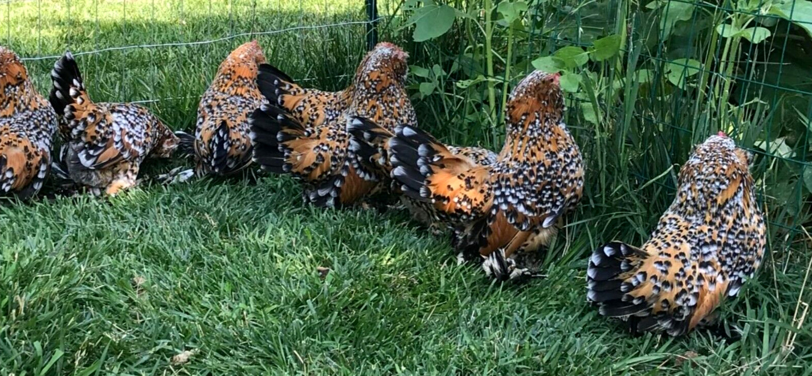 12 NPIP/AI CLEAN BELGIAN BEARDED MILLE FLEUR D'UCCLE BANTAM HATCHING EGGS