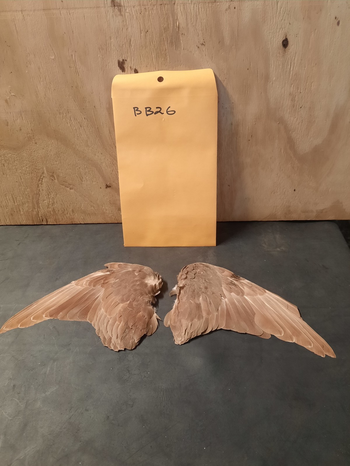 Pair Pigeon Wing Feathers Fly Tying Crafts Taxidermy Natural Causes BB26