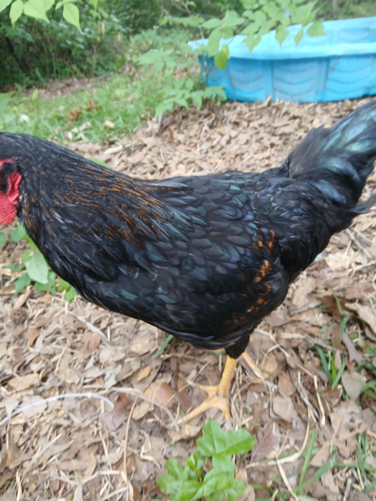 F1 North American Pita Pinta hatching eggs.