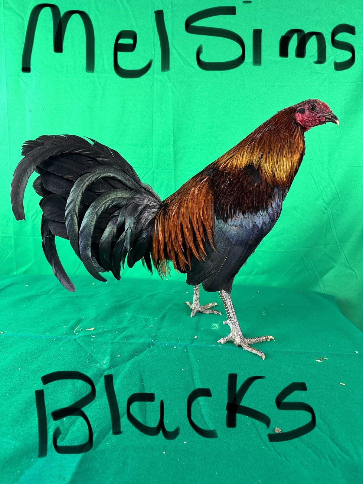 14 - Chicken Hatching Eggs