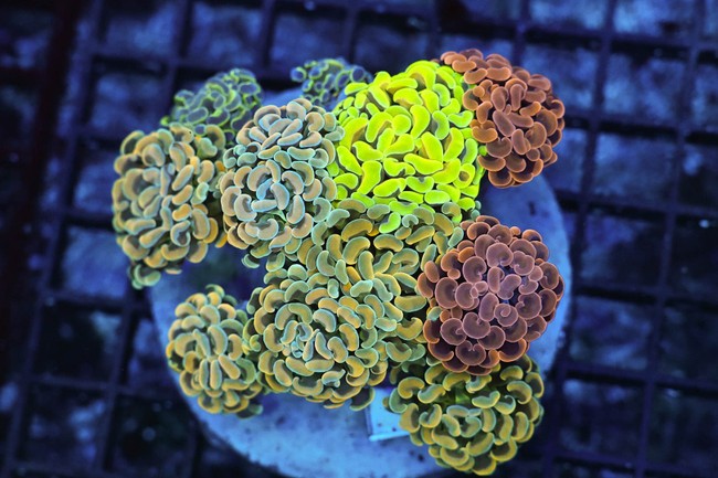 Hammer Garden Colony WYSIWYG - SAQ Coral Farm