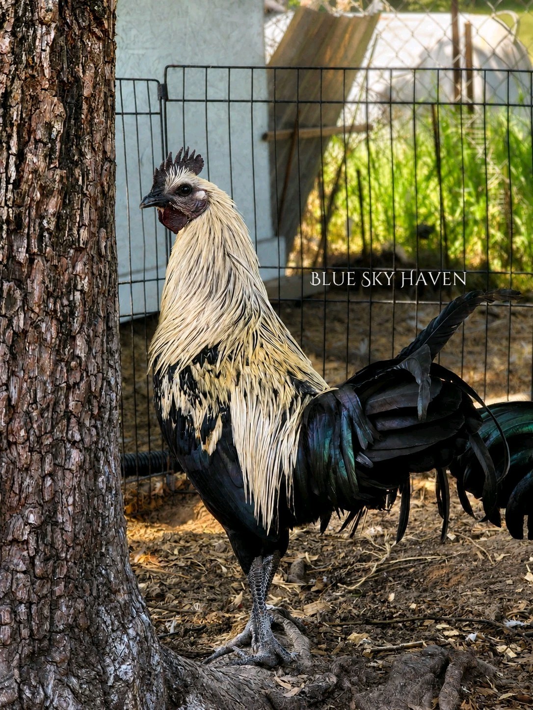 🔥RARE 12+ Hmong Hatching Eggs🔥 Original Laos Import - Pure Lines -