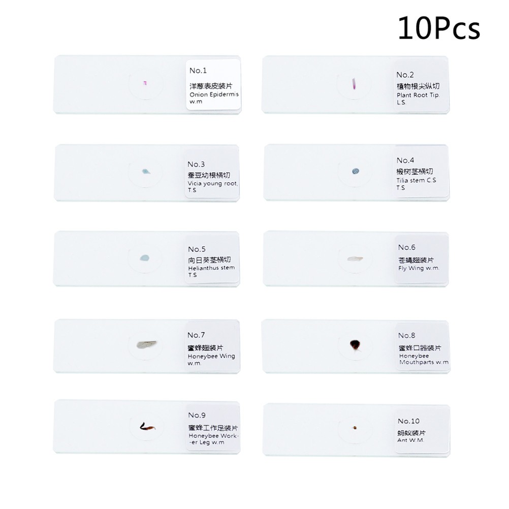 10 PCS/Set Insect Observation Tool Prepared Microscope Sample Slides Kit