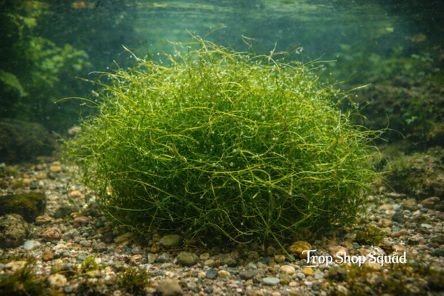 Organic Guppy Grass (Najas guadalupensis)  32 Ounce Bag Full -Buy 2 get one Free
