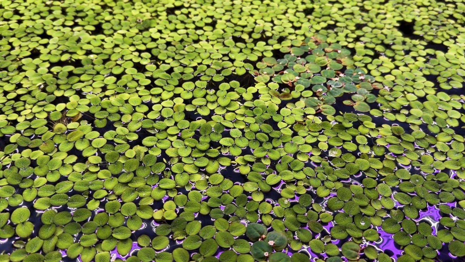 12 Water Spangles, Live Aquarium/Aquatic/Floating Plant