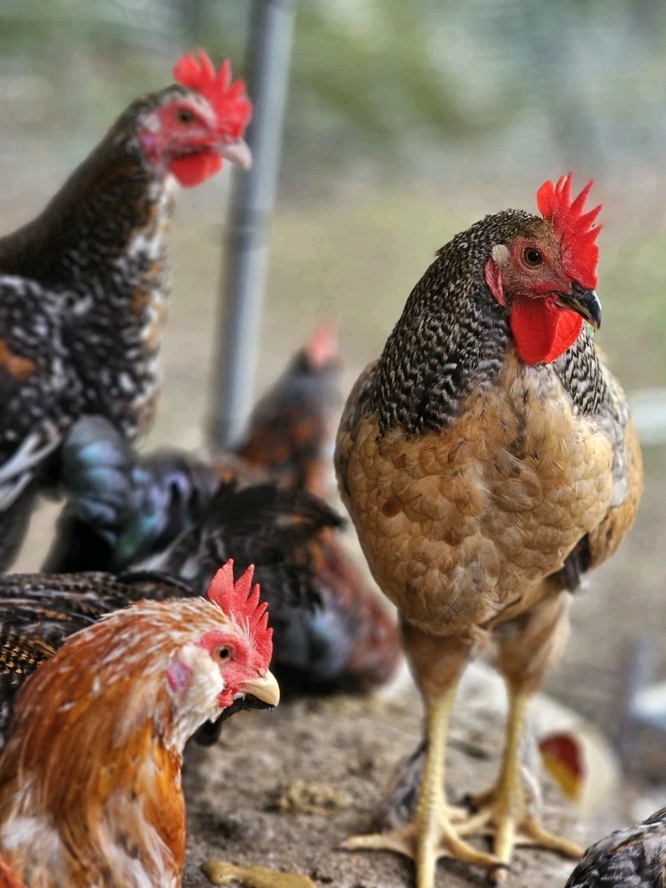 Vaux Fields Poultry Farm - 12 Assorted *Mystery* Hatching Eggs!