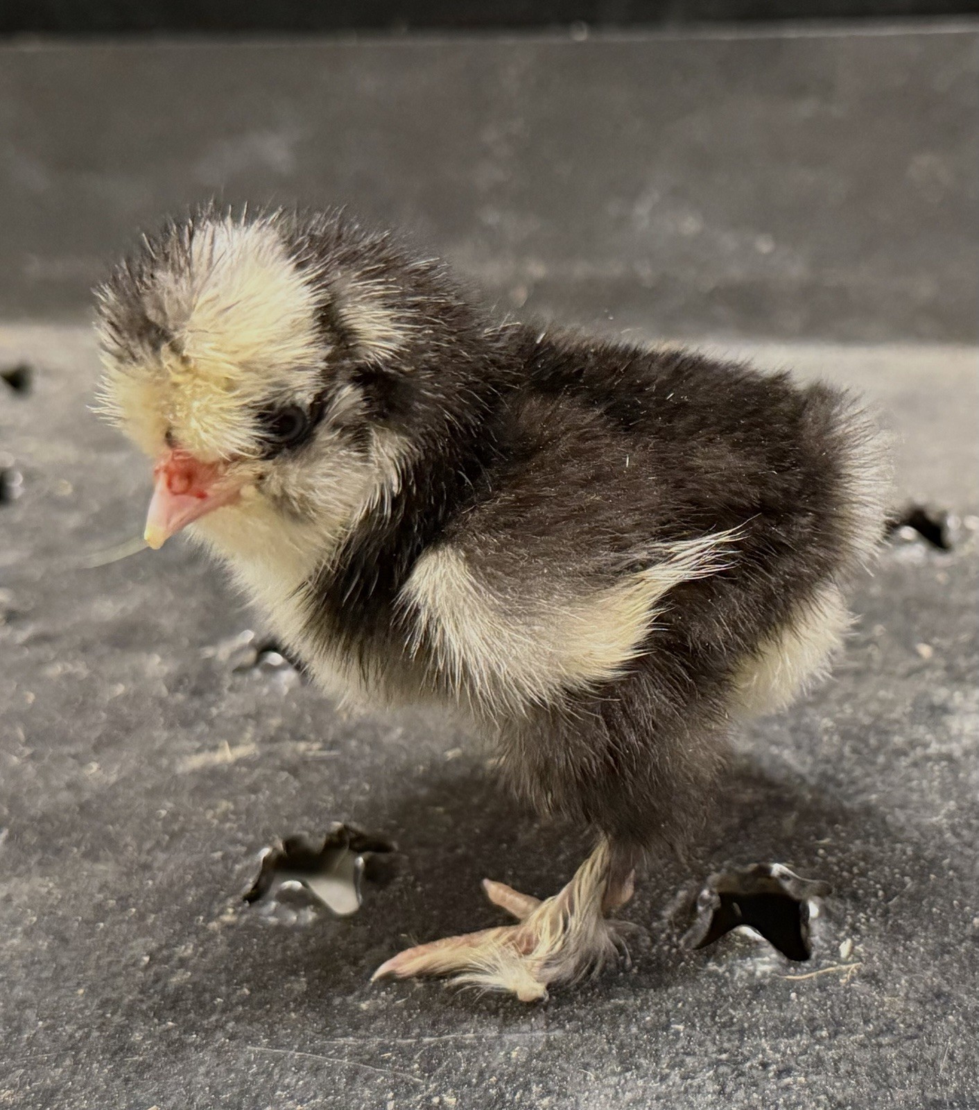6 Show Quality Silkie Chicken Fertile Hatching Eggs,all Colors,Bearded & Crested