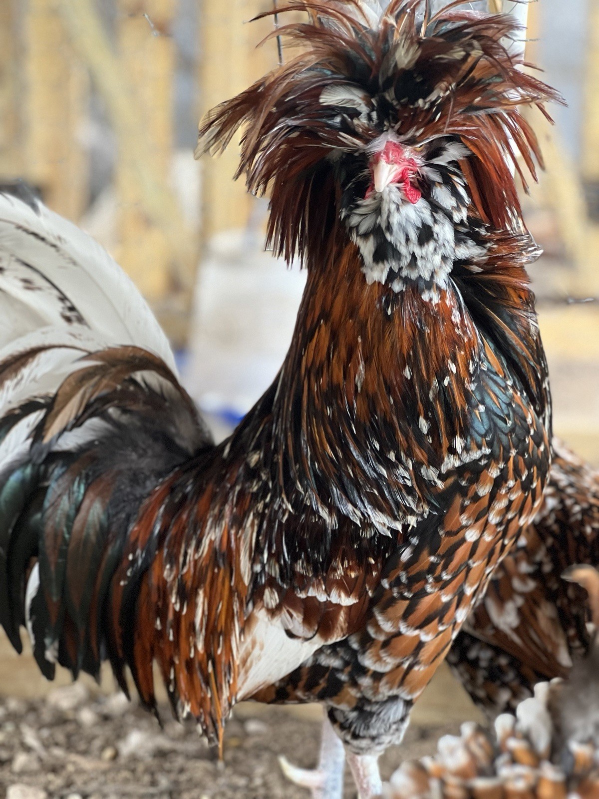 12+ Assorted Polish Hatching Eggs Tolbunt, Buff Laced, BBS