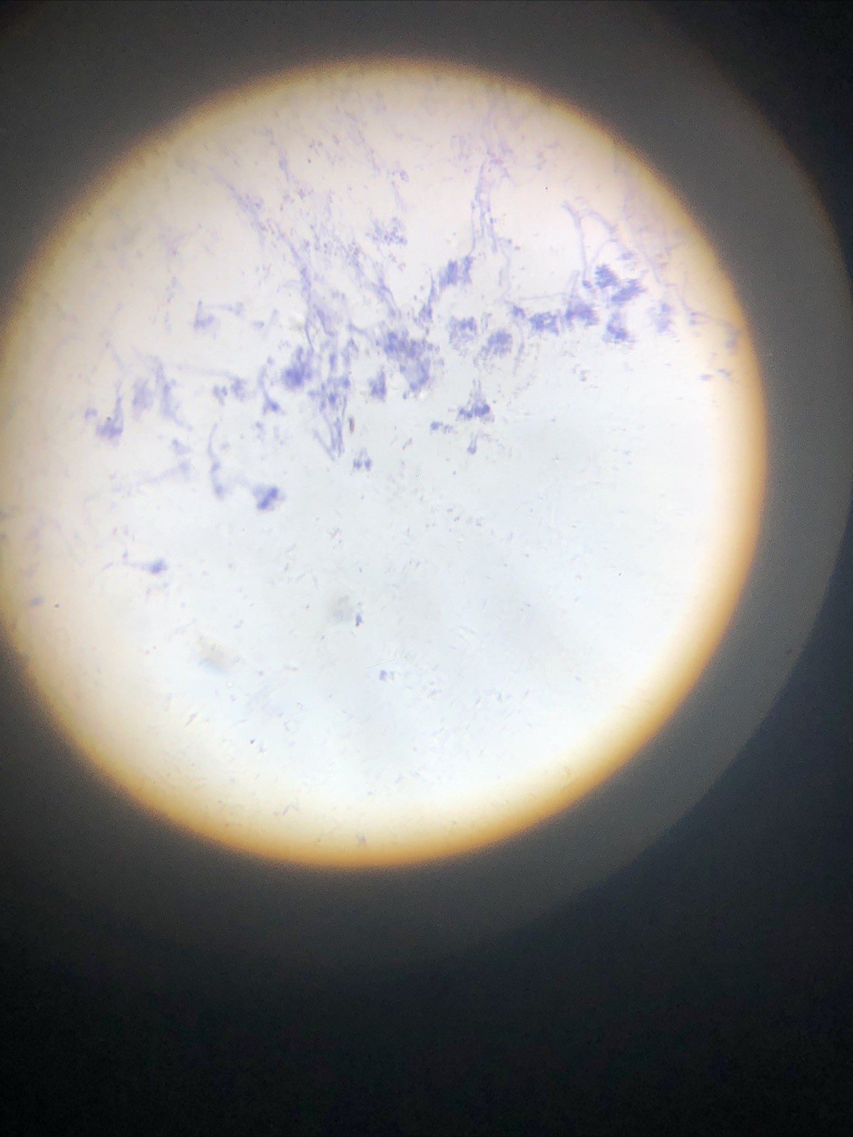 IQCrew Amscope TELMU Inverted Microscope