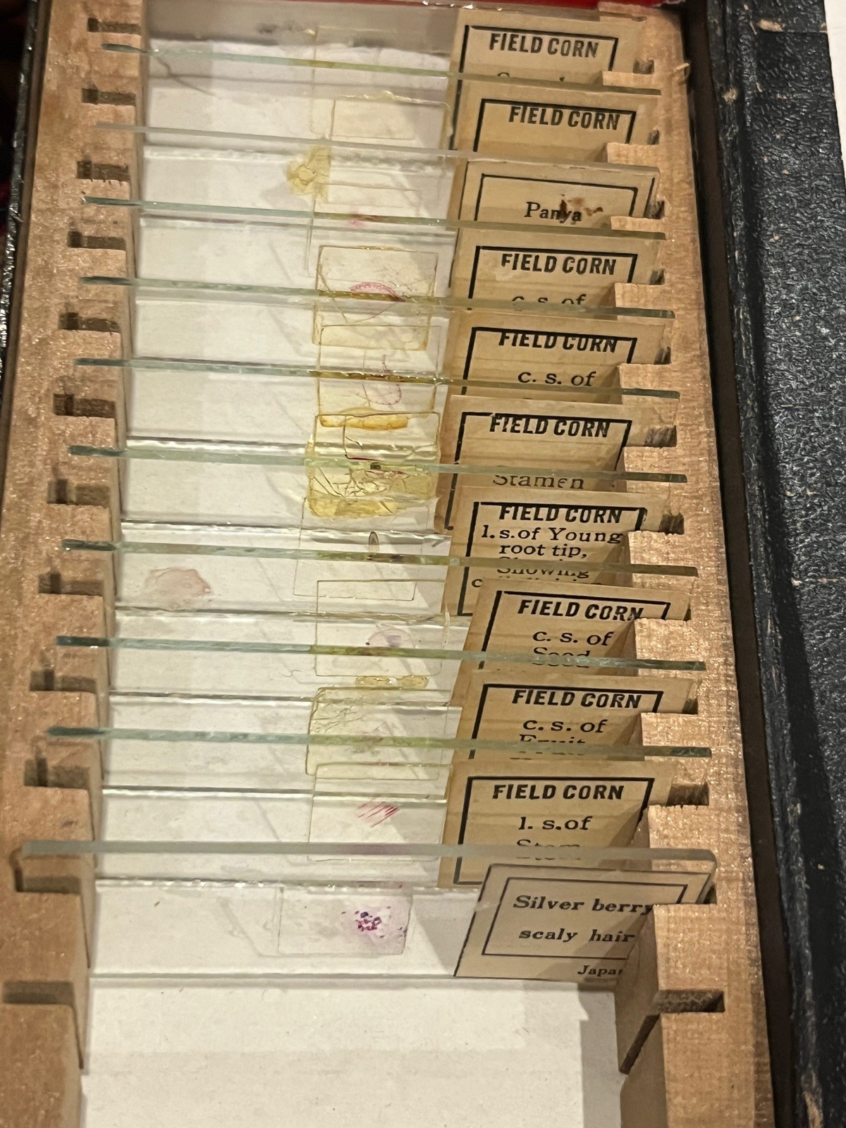 Box Of Prepared Slides - Field Corn !