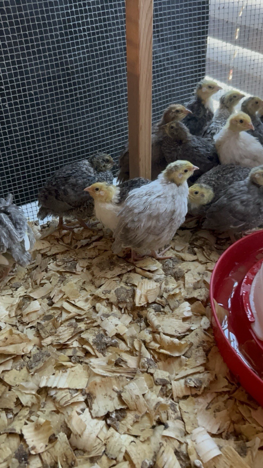 Jumbo Pharaoh Quail Egg’s 48
