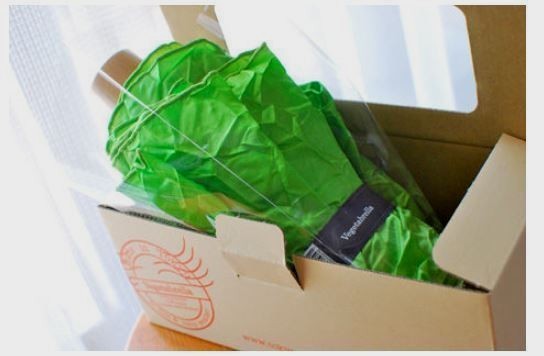 Vegetable look Umbrella Lettuce Green Folding Made in Japan Tokyo Gift Surprise