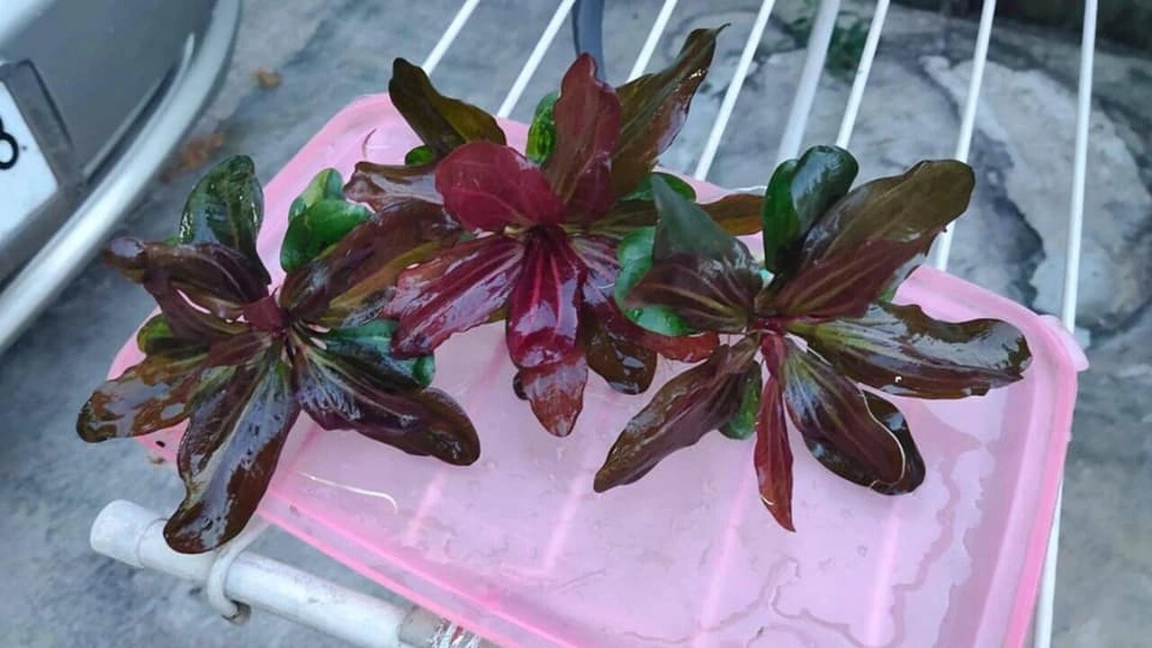 Amazon Sword Echinodorus (Red Pearl) Small