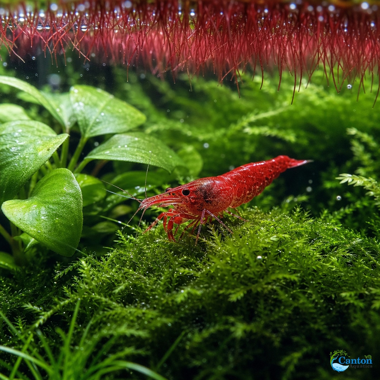 Live Shrimp Tank Plant Bundle Red Root Floater Java Moss Anubias Nana Kit
