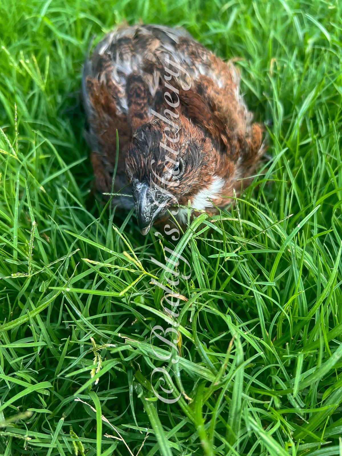 180 Tennessee Red Bob White Quail Hatching Eggs 15doz