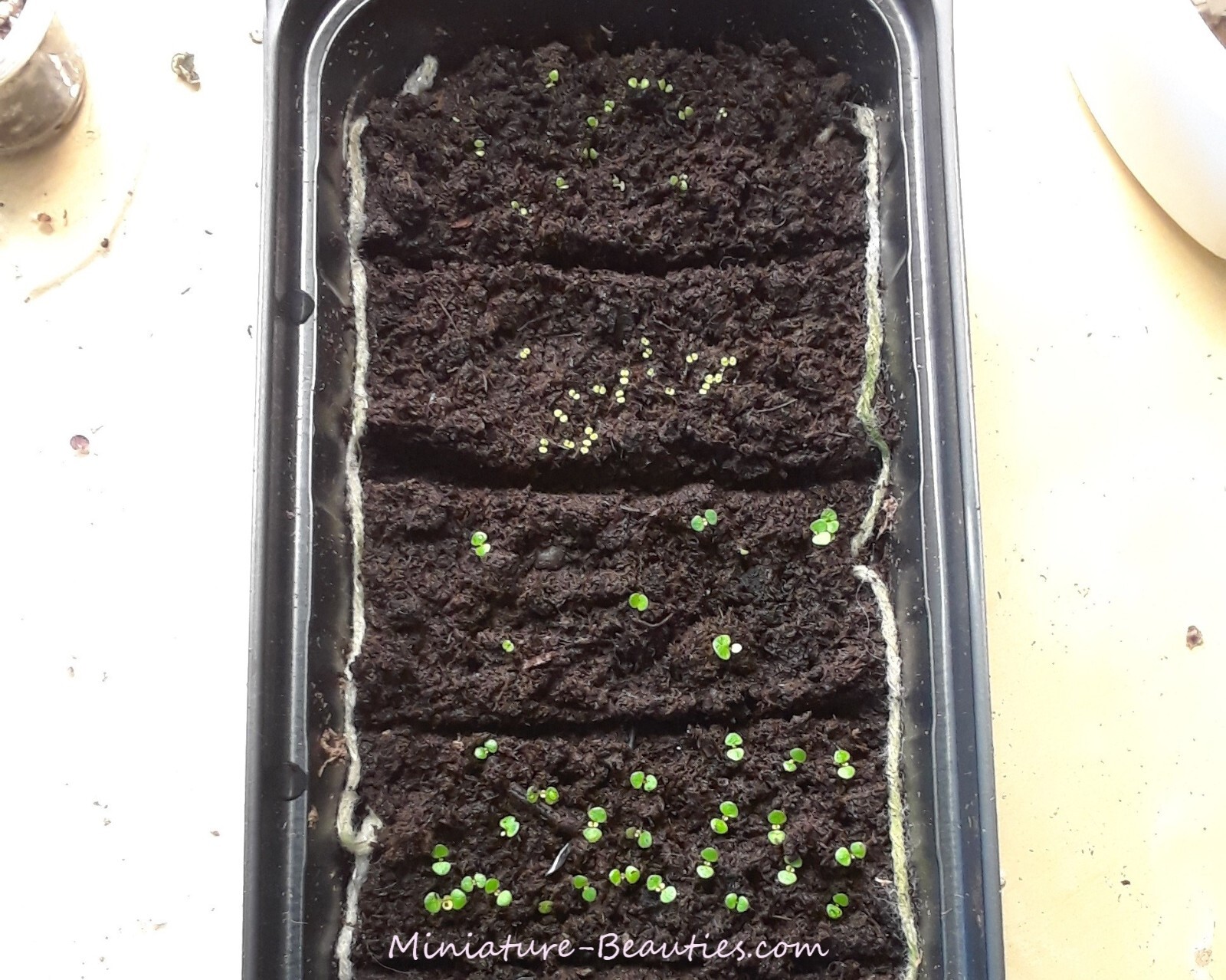 Sinningia Guttata s.e.e.ds, compact species Tariffs included