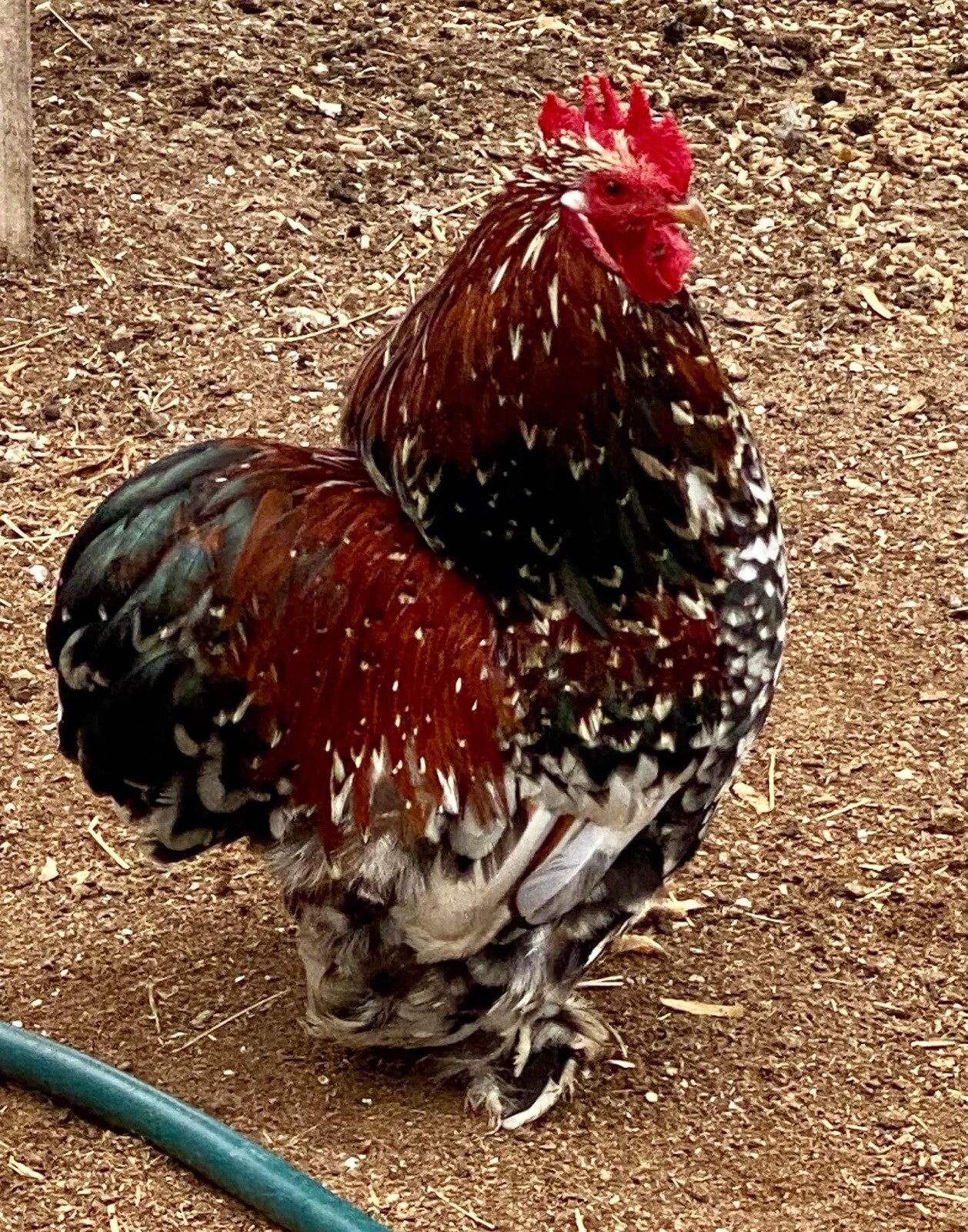 12  Hatching Eggs -  Swedish flower Hens, Cochin, Polish …