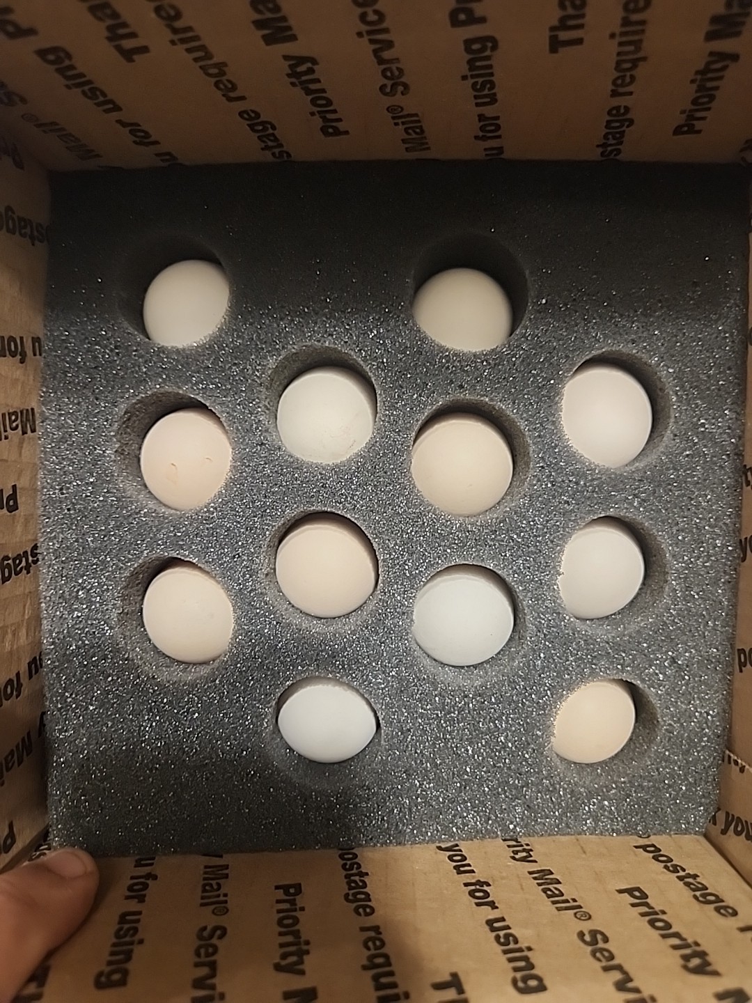 10 + Rare Vorwerk hatching eggs