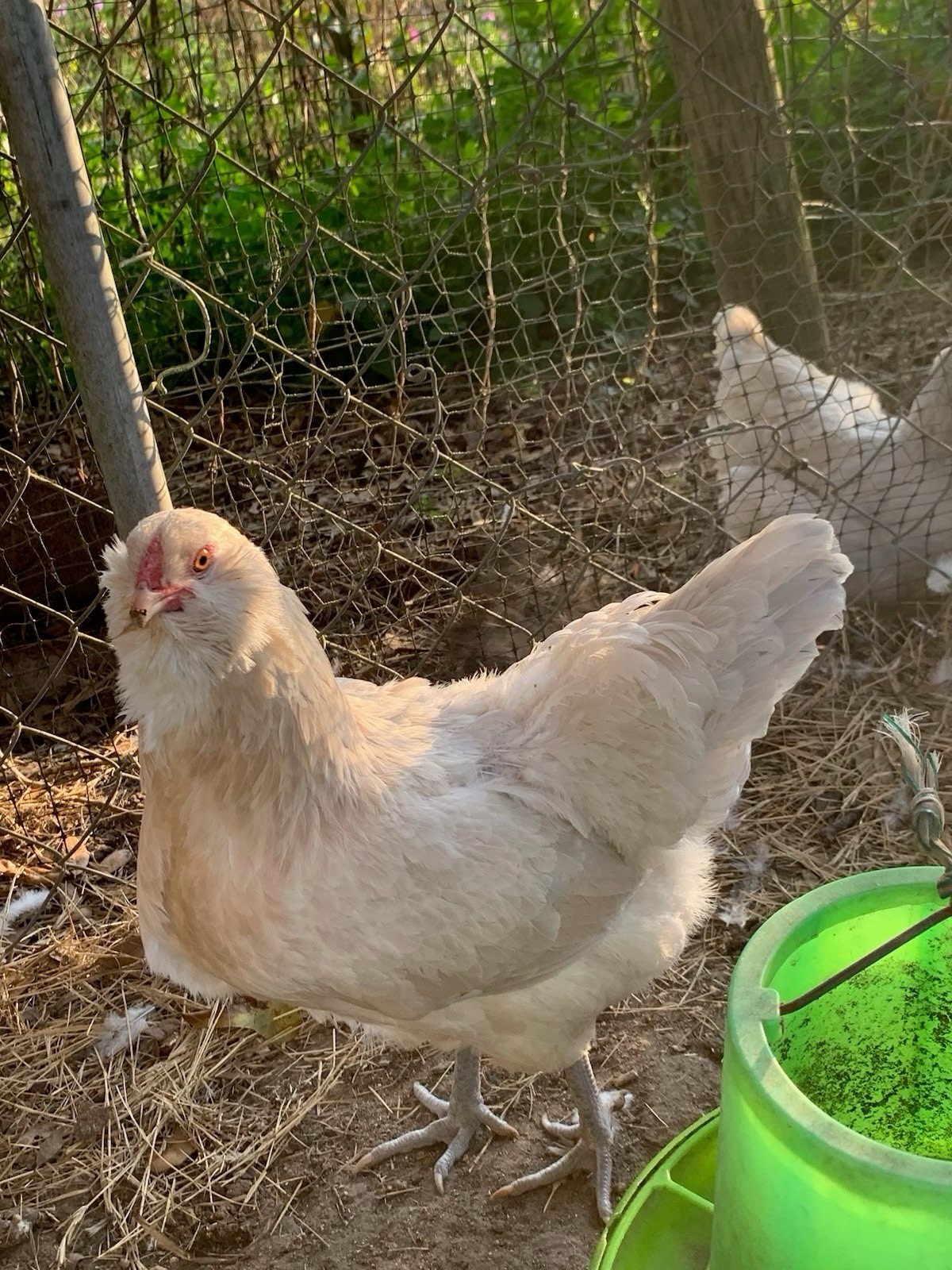 12+ Isabel AMERAUCANA PUREBRED Eggs