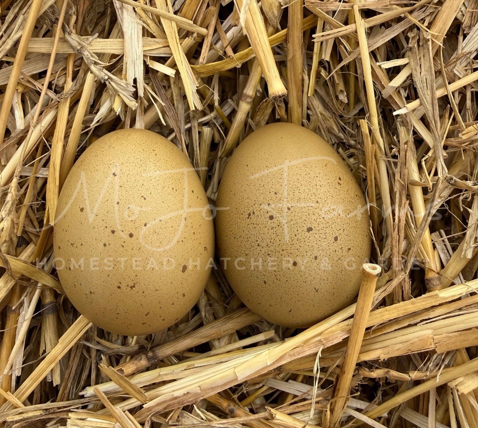 12+ BC1 BC2 Olive Egger Hatching Eggs NPIP Certified