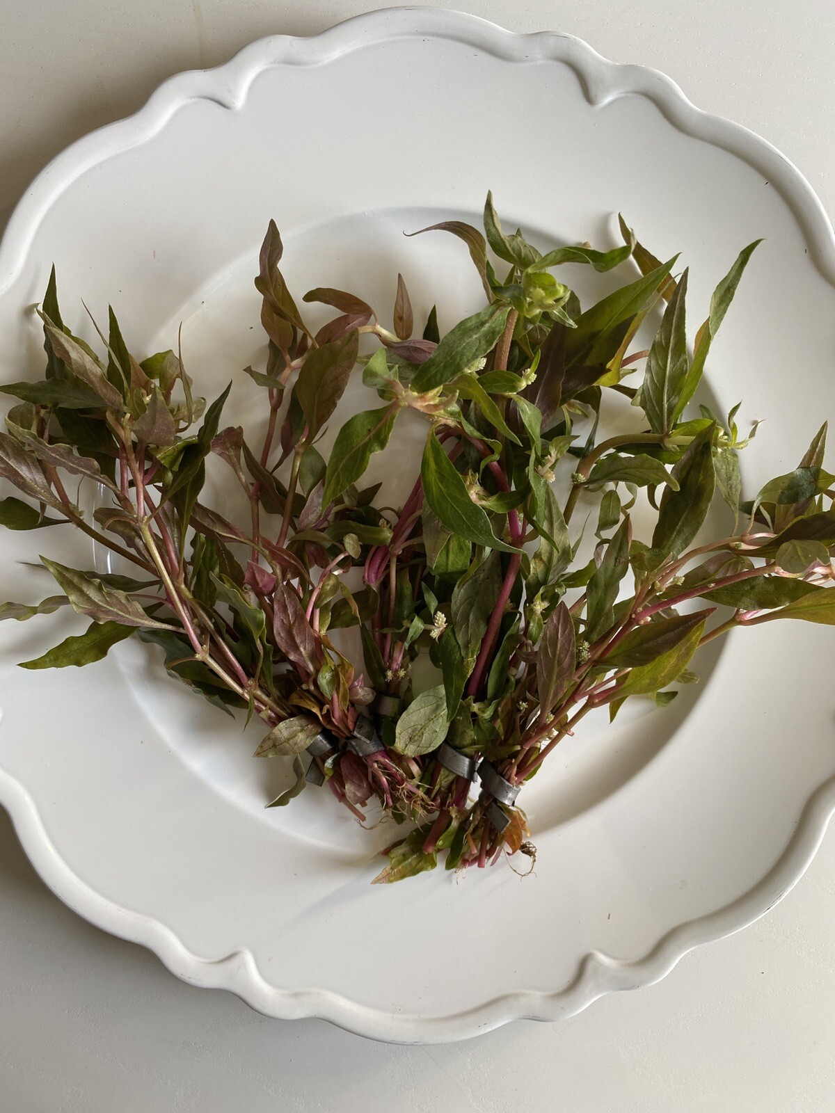 BUY 2 GET 1 FREE- Scarlet Temple Live Aquatic Plant- Beautiful Pink Plant!