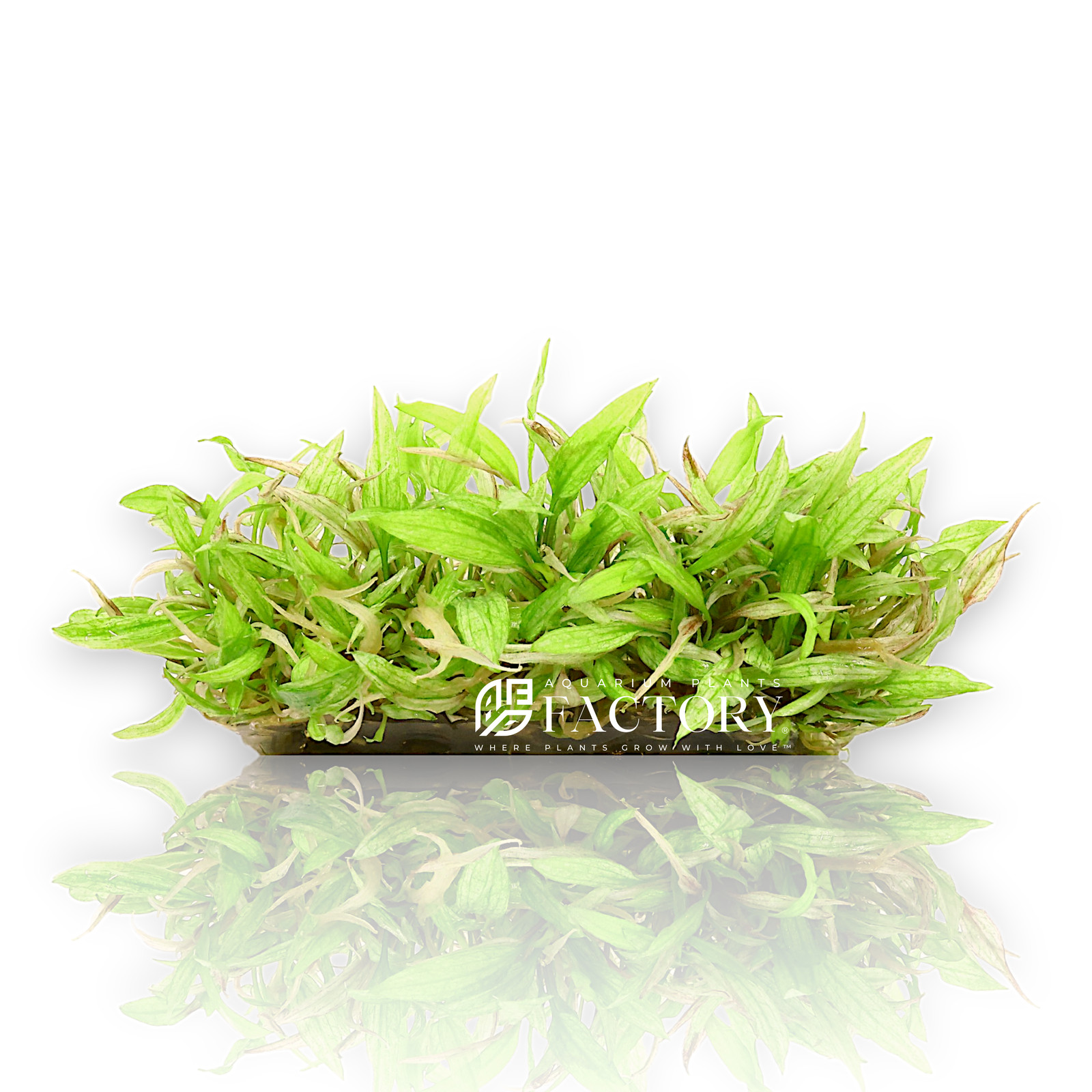 Cryptocoryne Wendtii Green Gecko Tissue Culture | Aquarium Plants Factory®