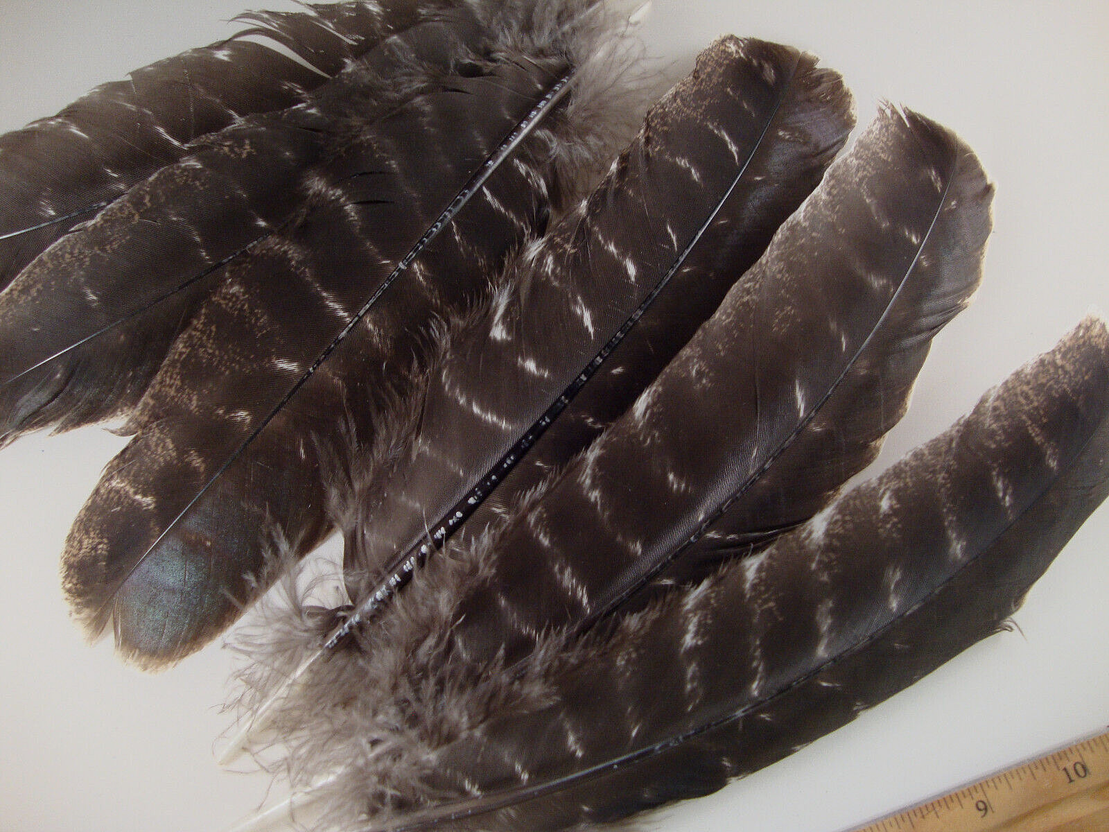 # 1 Natural Turkey Barred Rounds Wing Feathers 6 Pc Less Barring Smudge Regalia