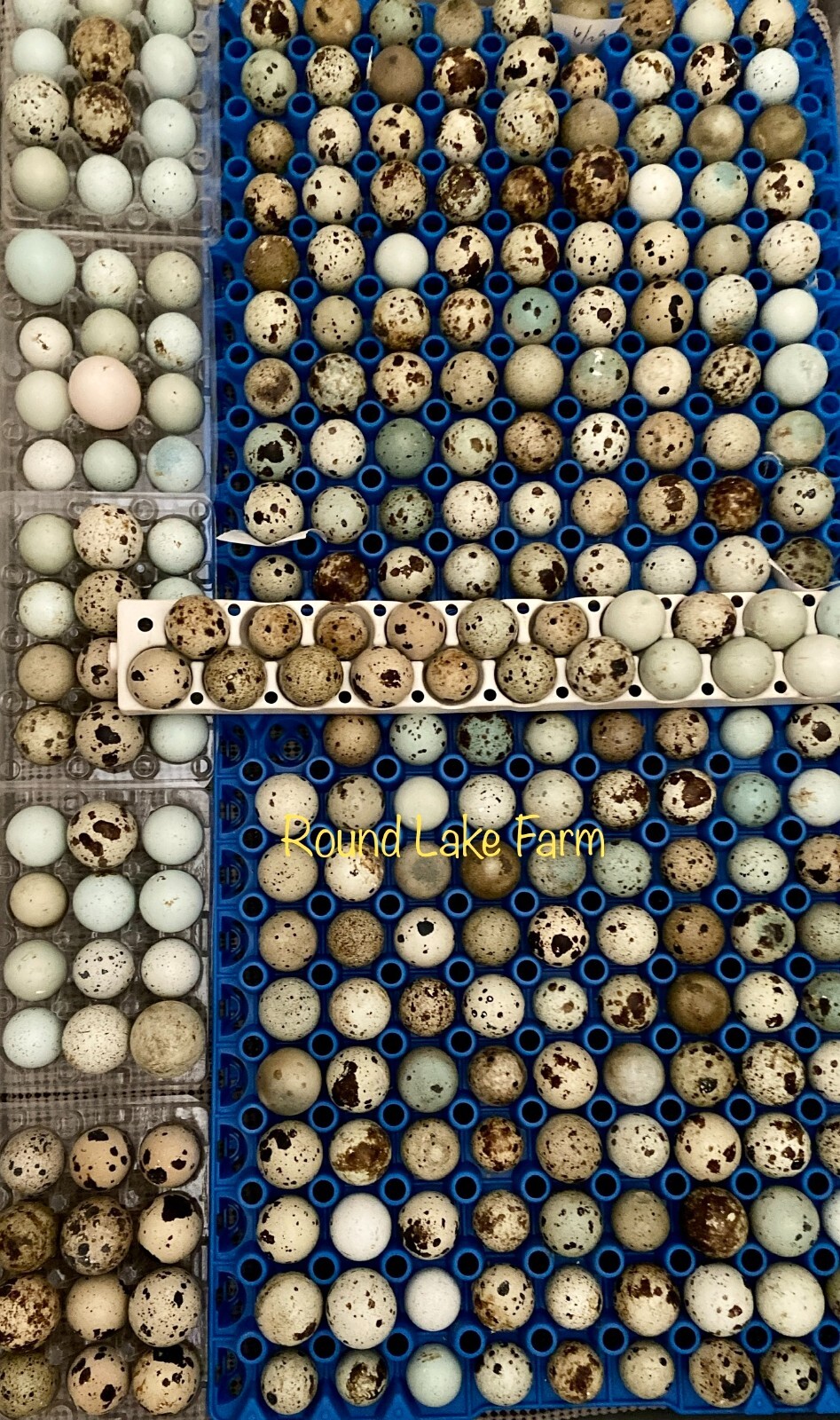 24 Coturnix Quail Fertile Hatching Eggs - 2 Dozen - Variety of Beautiful Colors