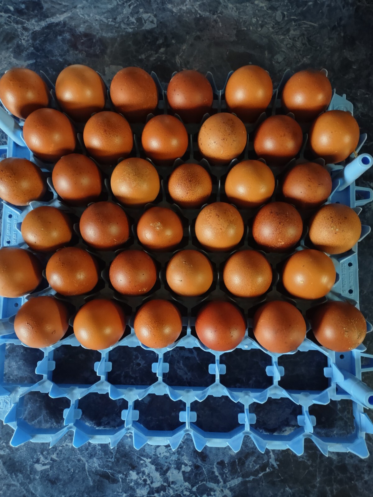 Rainbow Mix Assorted Hatching Eggs(10+) NPIP/A1 Certified