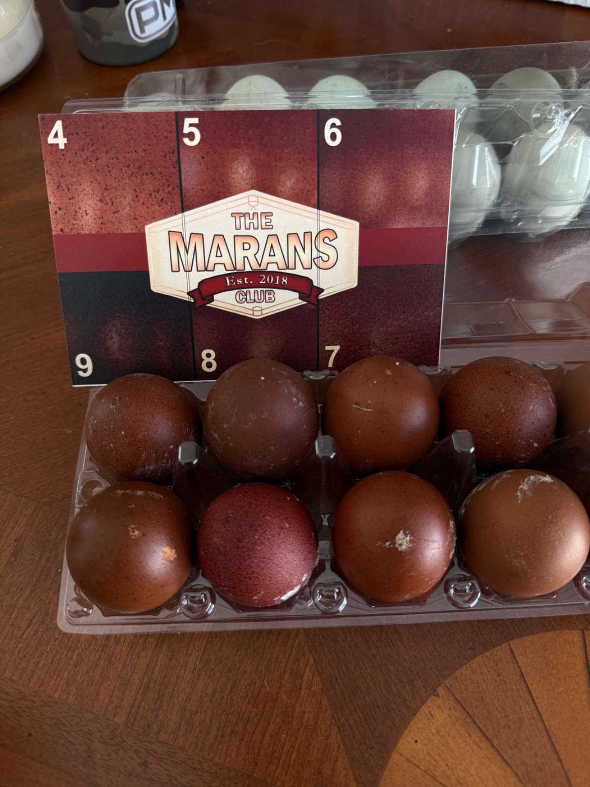 NPIP 12+ black copper maran eggs (6-8 range)