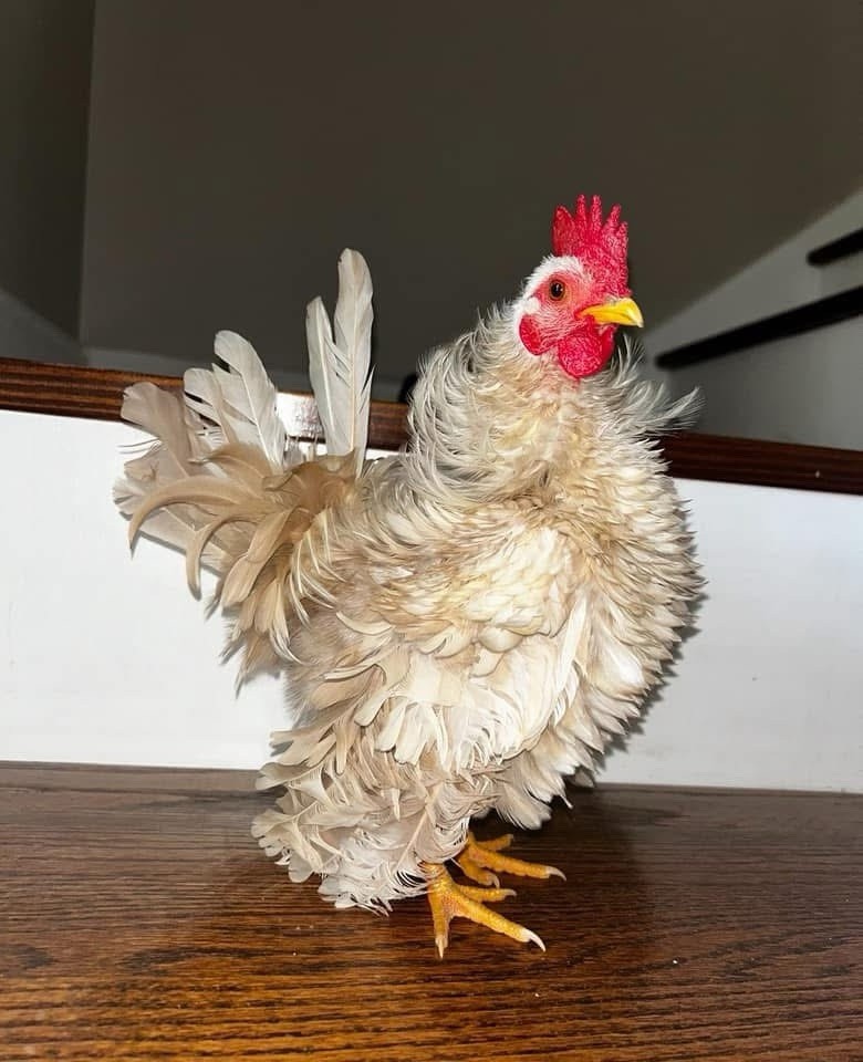 6+ Fertile Serama Chicken Hatching Eggs - FRIZZLE!