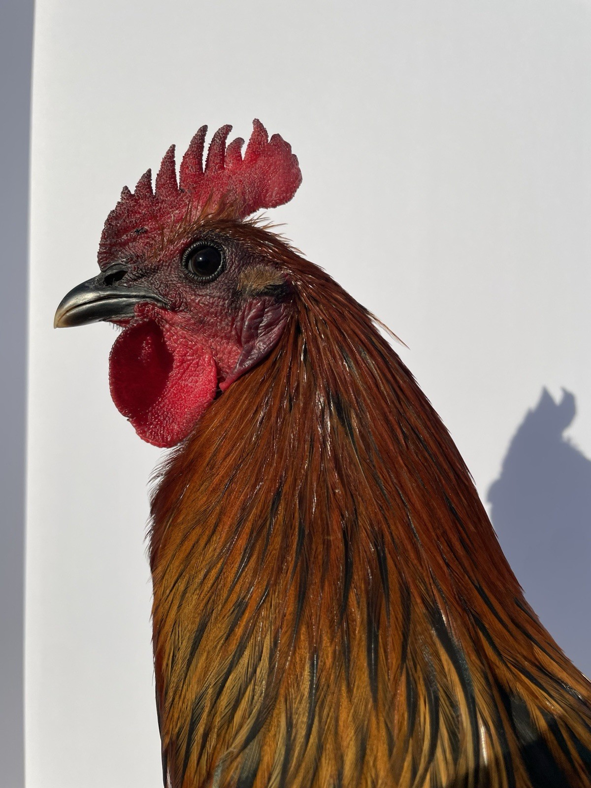 6+ Chicken Hatching Eggs