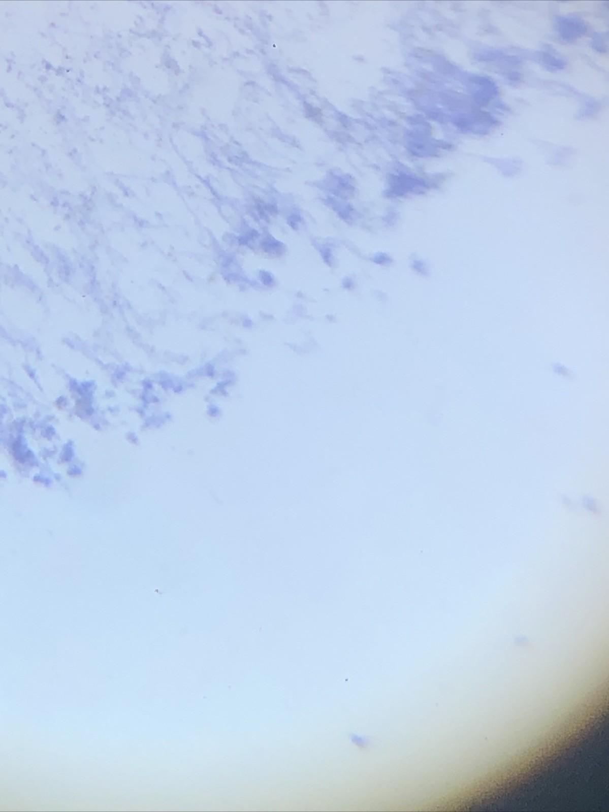 IQCrew Amscope TELMU Inverted Microscope