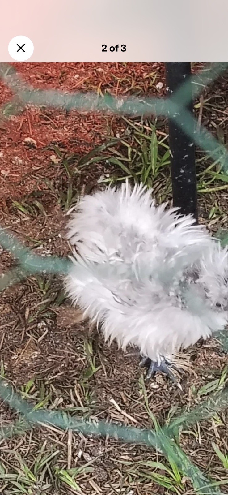 12 Bearded Silkie Hatching Eggs