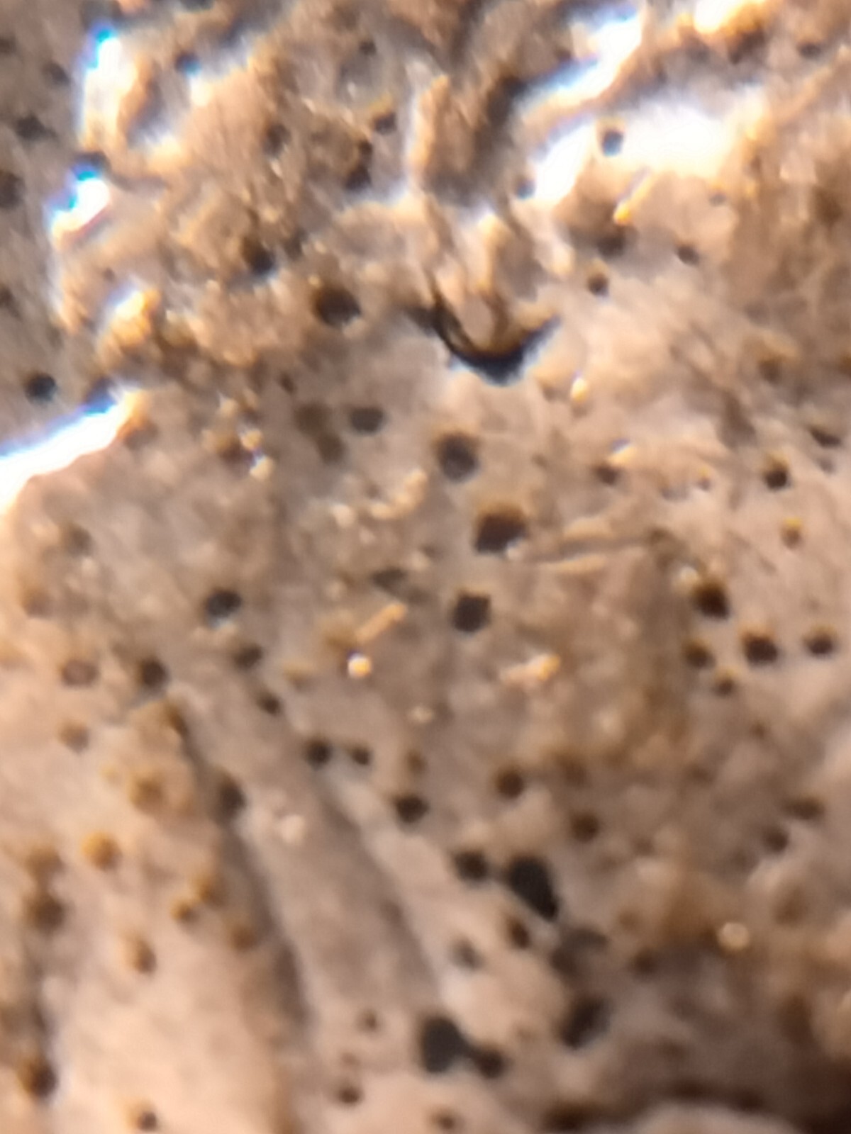 2019 P Lincoln Shield Cent Doubled Earlobe