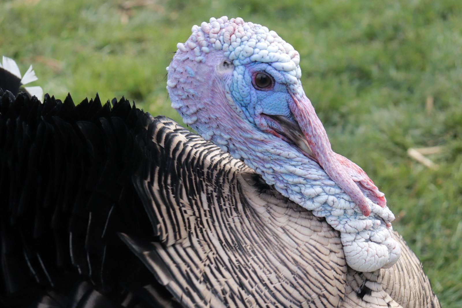 12 Narragansett Turkey Hatching Eggs Laying Now