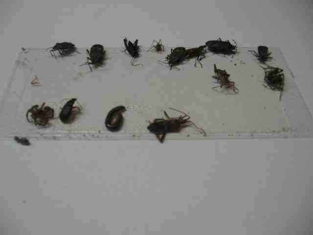 8 pk Fly Trap / Strip / Tray. Window / Floor. Catch flying, crawling insects