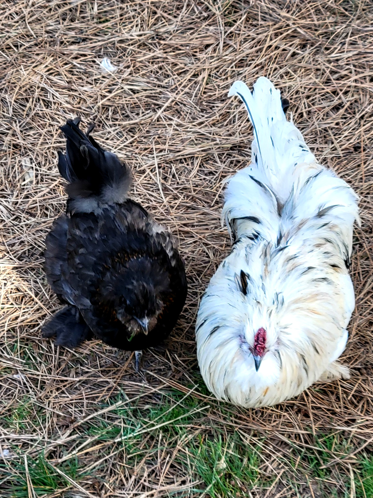 10+ BEAUTIFUL Silkie Hatching Eggs . Show Quality!