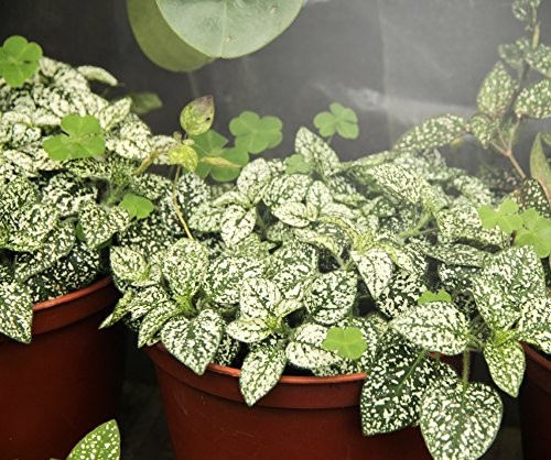 Grow with Elegance 4-Socket & Black Shade (4KK Full Spectrum Edition)