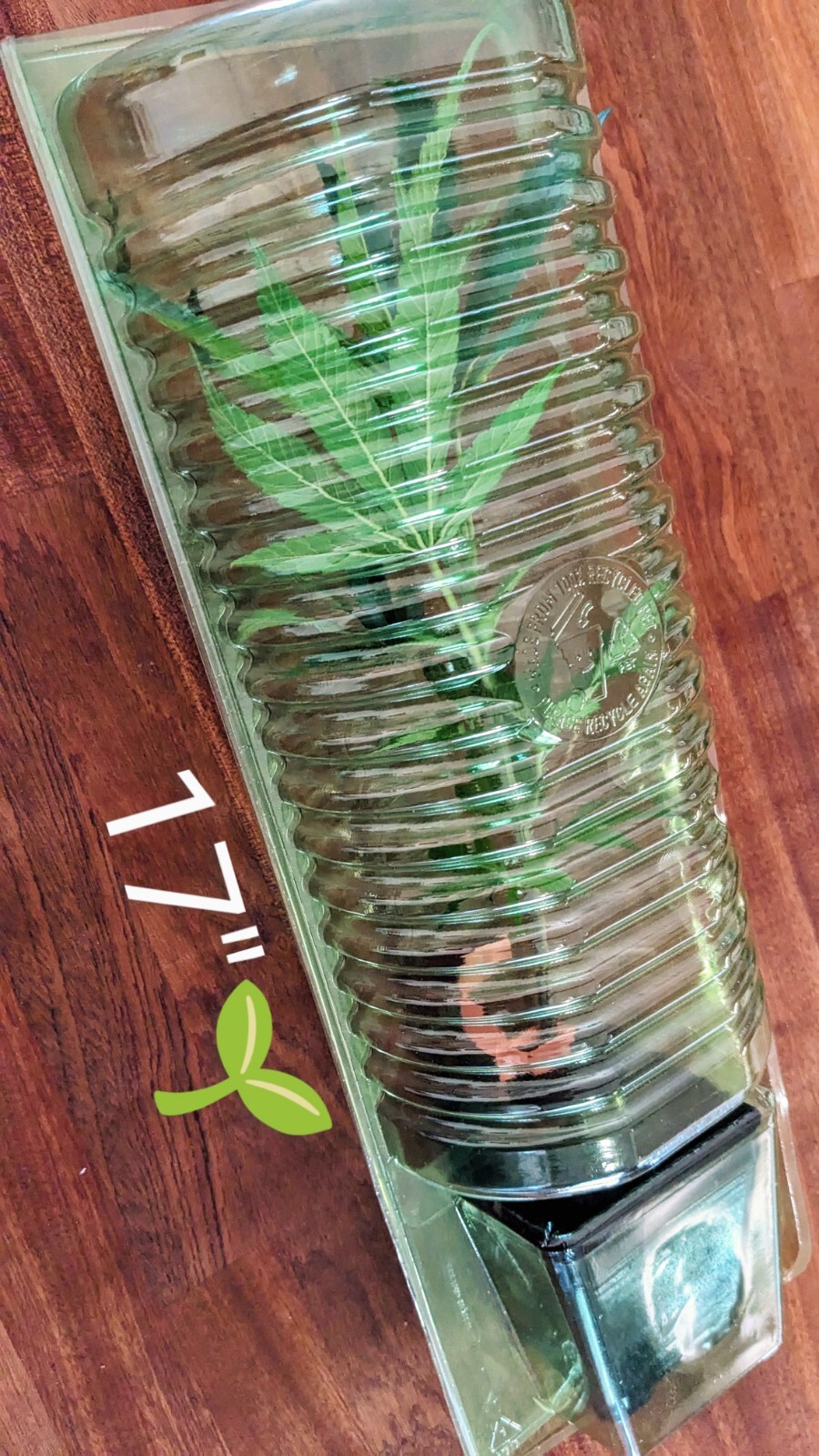 Clone Shipper for Shipping 12" TALL Young Plant Cuttings Germination Propagation
