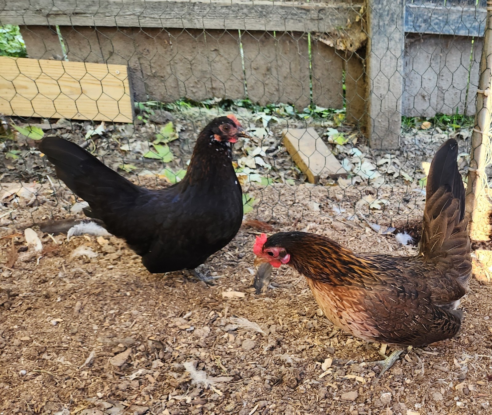 10++ Fertile Show Quality Serama Chicken Hatching Eggs